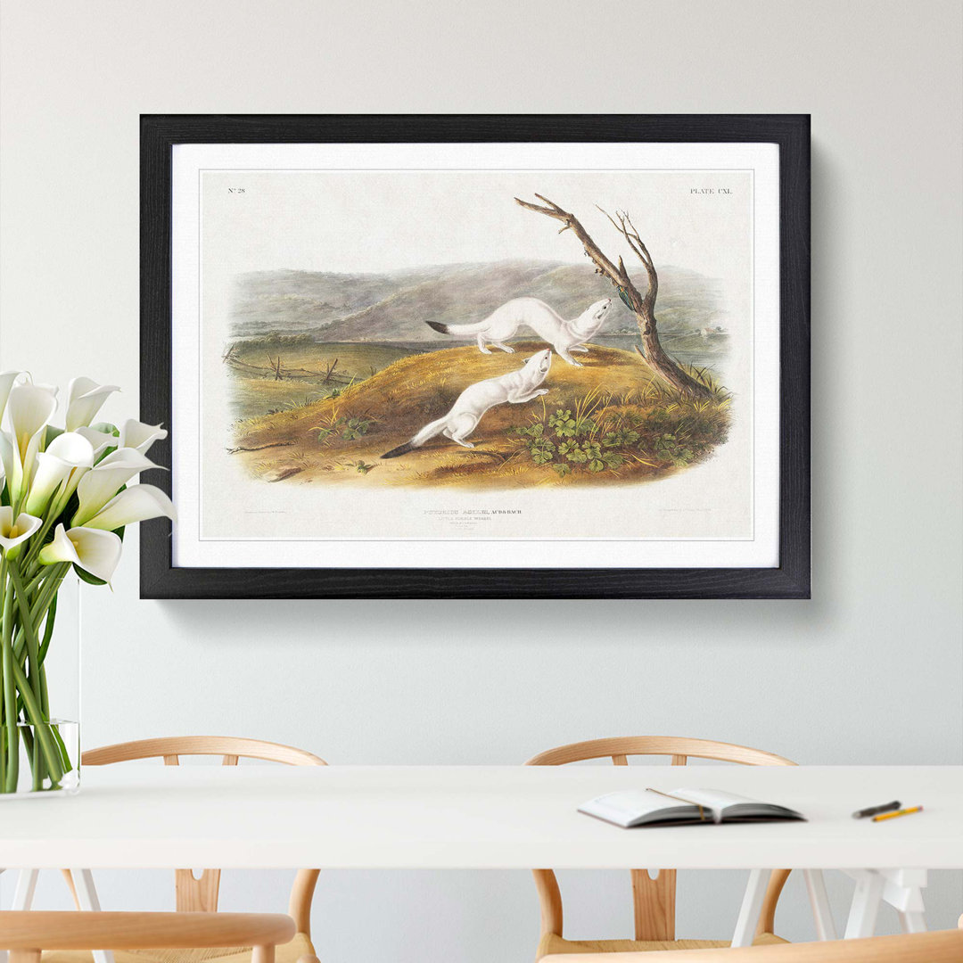 Little Nimble Weasels by J.W. Audubon - Picture Frame Painting Print