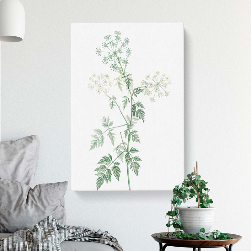 Hemlock Flowers by Pierre-Joseph Redoute - Wrapped Canvas, 60cm H x 40cm W x 3cm D