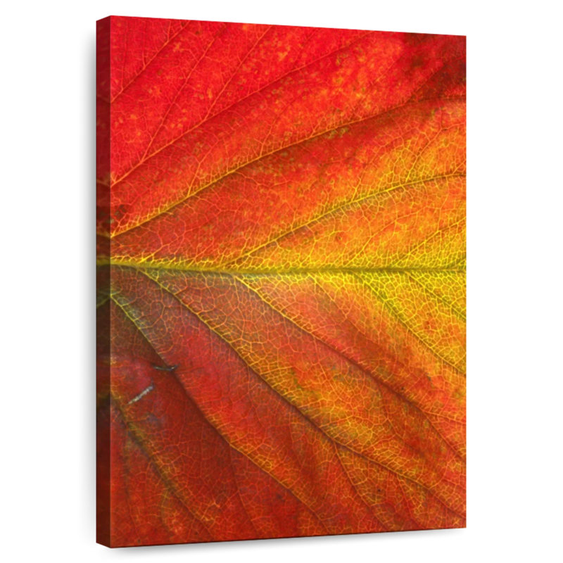 Harnek Autumn Strawberry Leaf, 45" H x 30" W