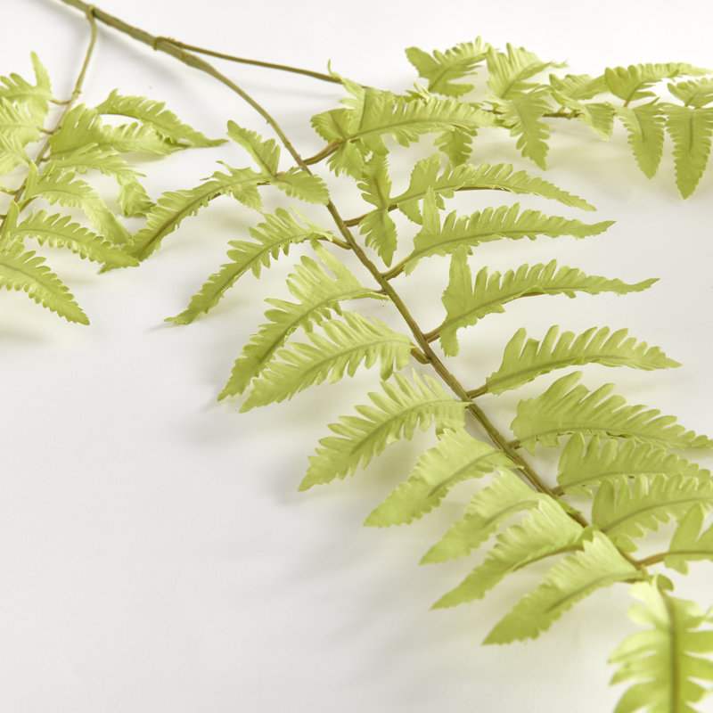 Bracken Fern Stem