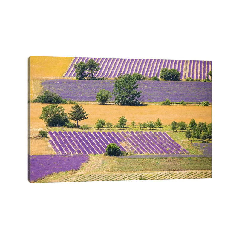 France, Provence, Sault Plateau. Overview Of Lavender Crop Patterns And Wheat Fields. by Jaynes Gallery - Wrapped Canvas Print