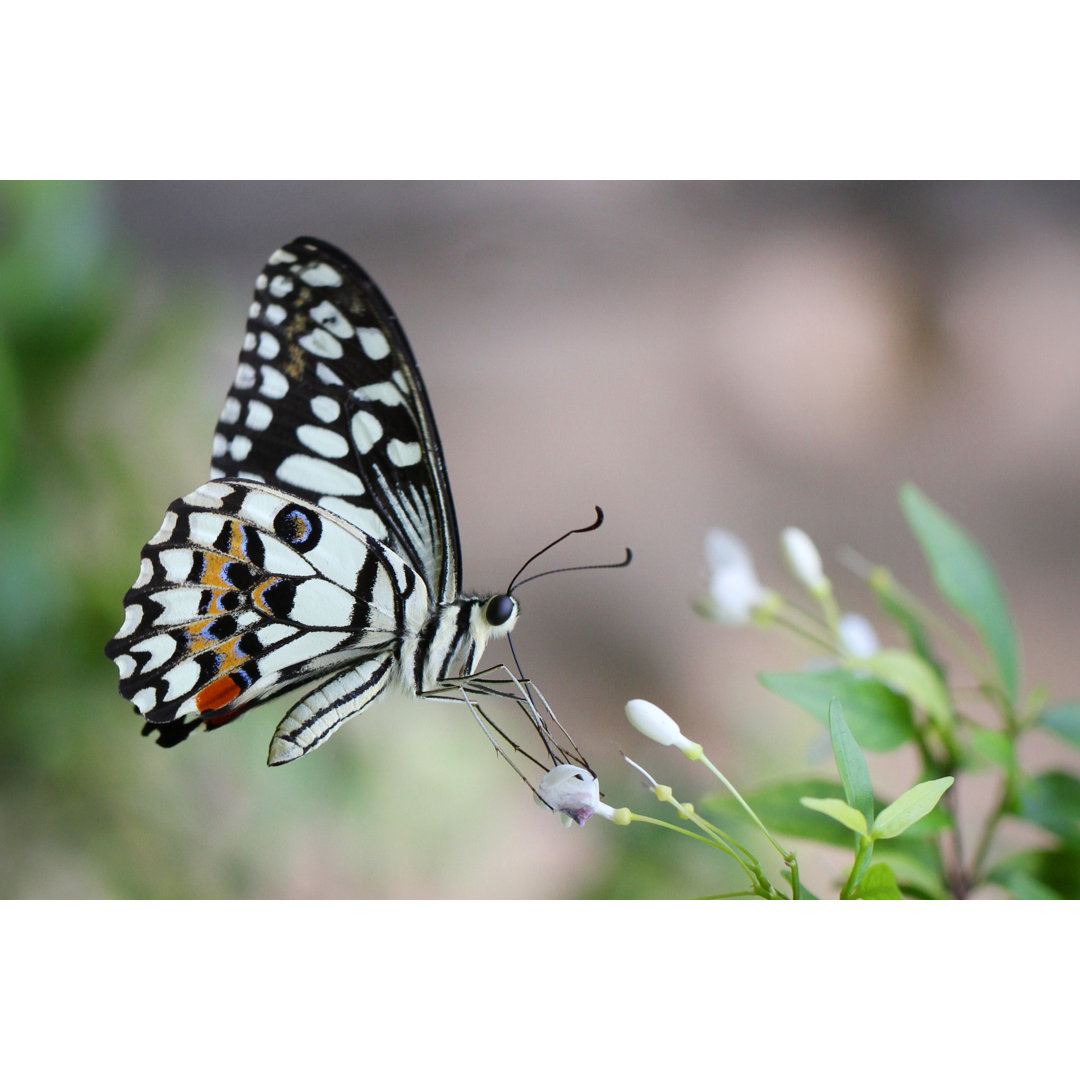 Bunter Schmetterling - Leinwandbild