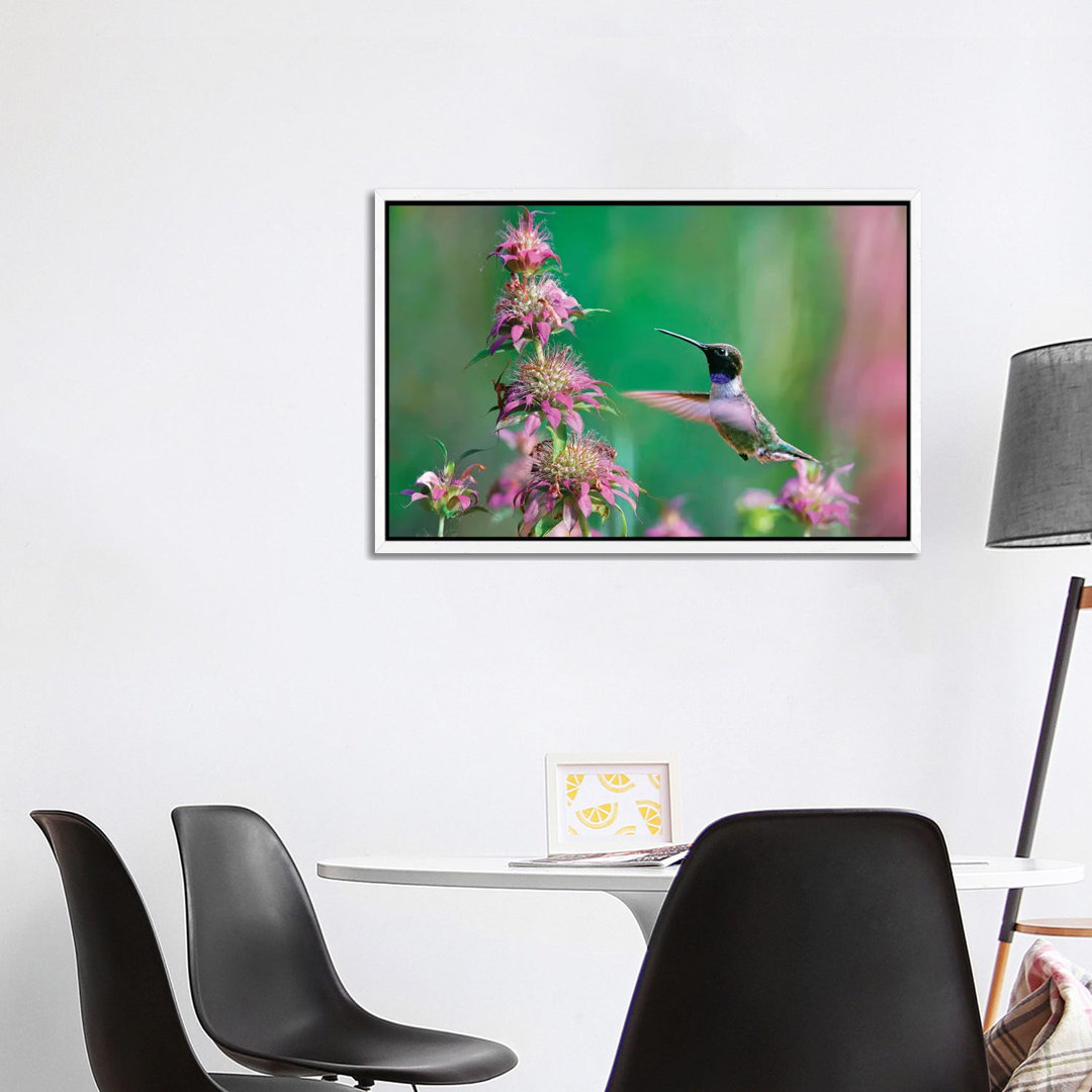 Black-chinned Hummingbird At Bee Balm, Texas, USA. von Tim Fitzharris - Gallery-Wrapped Canvas Giclée on Canvas