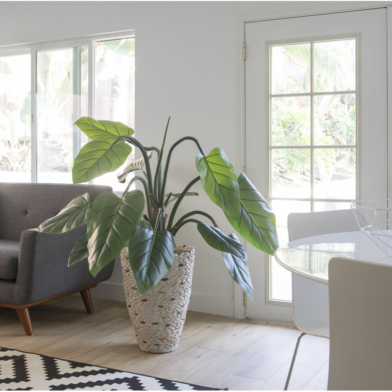 Panama Philodendron plante en pot