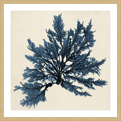 Coastal Seaweed IX - Reproduction encadrée sur papier