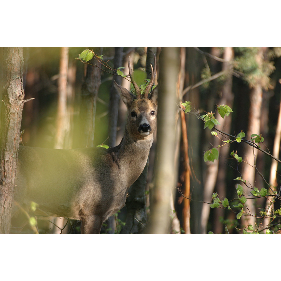 Roe Deer von Pojbic - Druck auf Leinwand ohne Rahmen