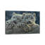 Oursons snow leopard, horizontal-35538138-72427967
