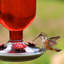 Mangeoire à colibri en verre antique Perky-Pet - 16 onces, rouge