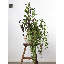 Branche suspendue Amaranthus - 27 po-56813155