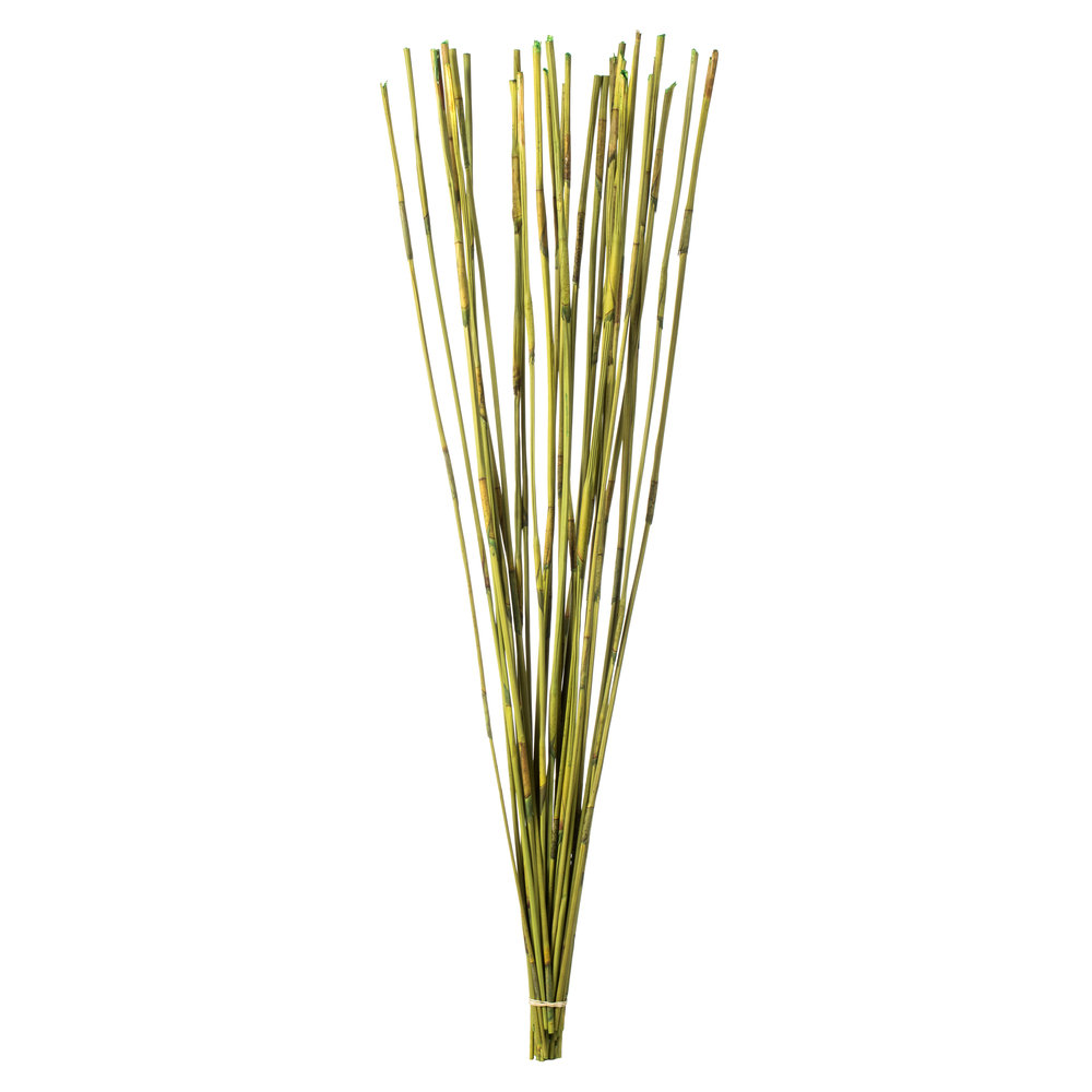 Dried Elephant Reed Stems, Basil