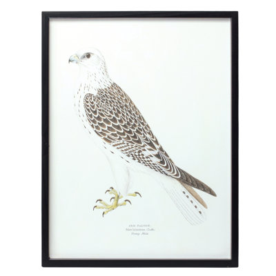 Framed Encyclopedia Bird Print (Set of 5)-85035DS