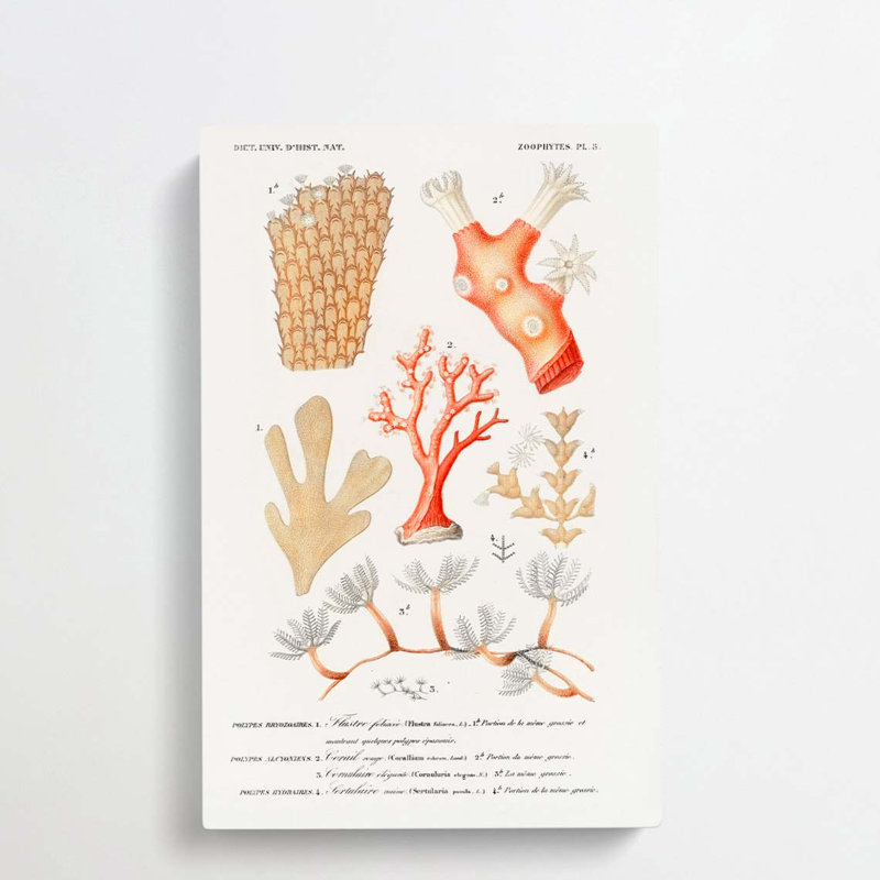Coral Illustrations PL. 5 by Charles D Orbigny - Wrapped Canvas, 91cm H x 60cm W x 3cm D