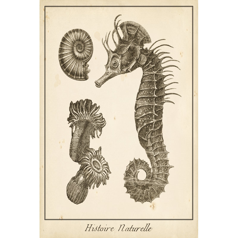 Seahorse Study II - Wrapped Canvas Print, 46cm H x 30cm W x 3.8cm D