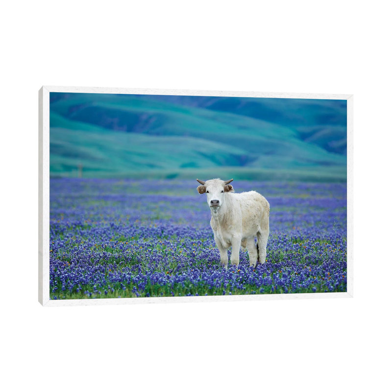 Cows In Lupine IV by Dennis Frates - Print on Canvas, 45.72cm H x 66.04cm W x 3.81cm D, White Framed