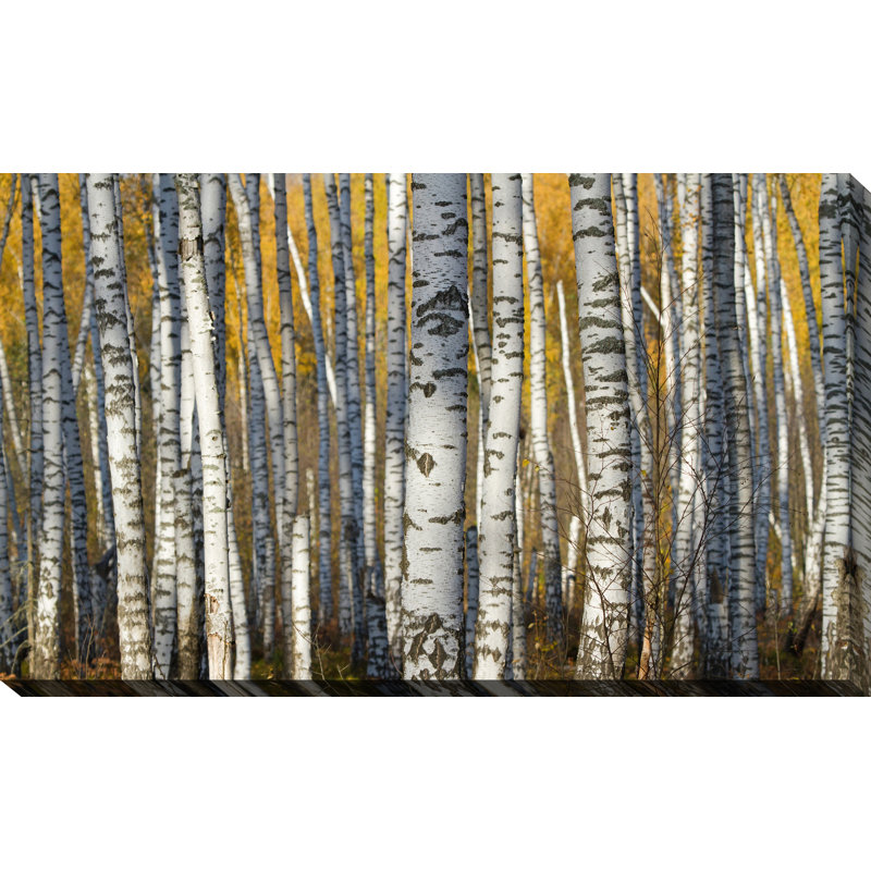 « bouleau trees », reproduction de photo sur toile tendue, H 18 po x l 30 po x P 1 po