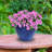 Berlina Round Imperial Ceramic Outdoor Planter-2096414549-2096375821