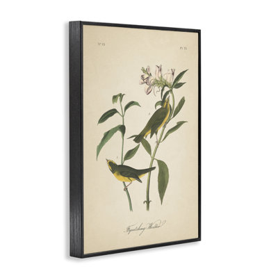 Illustration rétro de la parulpe, giclée encadrée par Wild Apple Portfolio