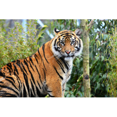 Tigre de Sumatra par - Photographie sur toile tendue