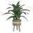 Callender 24'' Faux Dracaena Plant in Wicker/Rattan Basket