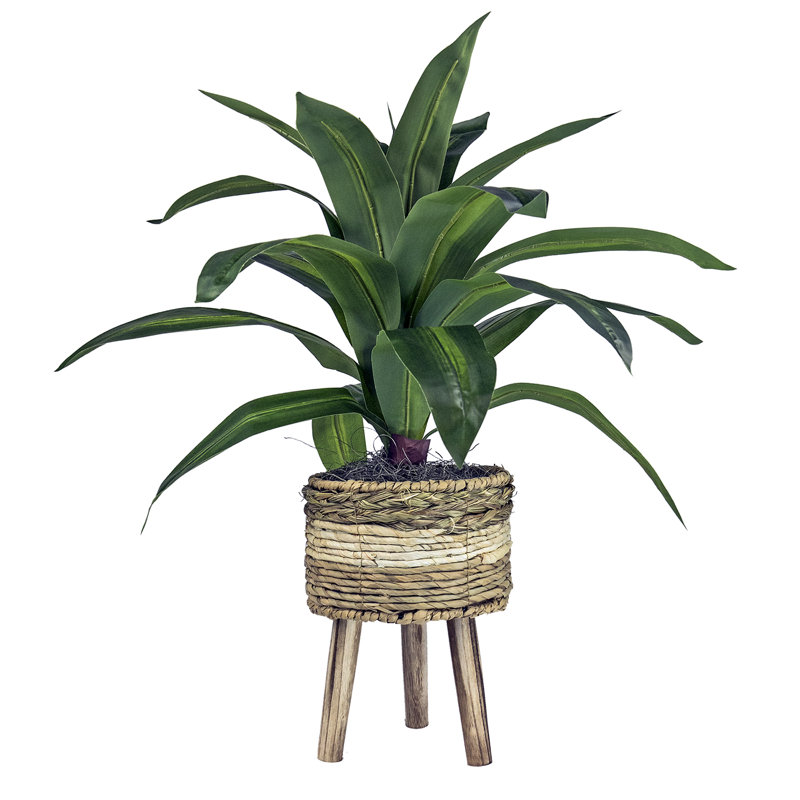 24-Inch Faux Dracaena Plant in Tri-Color Wicker Basket