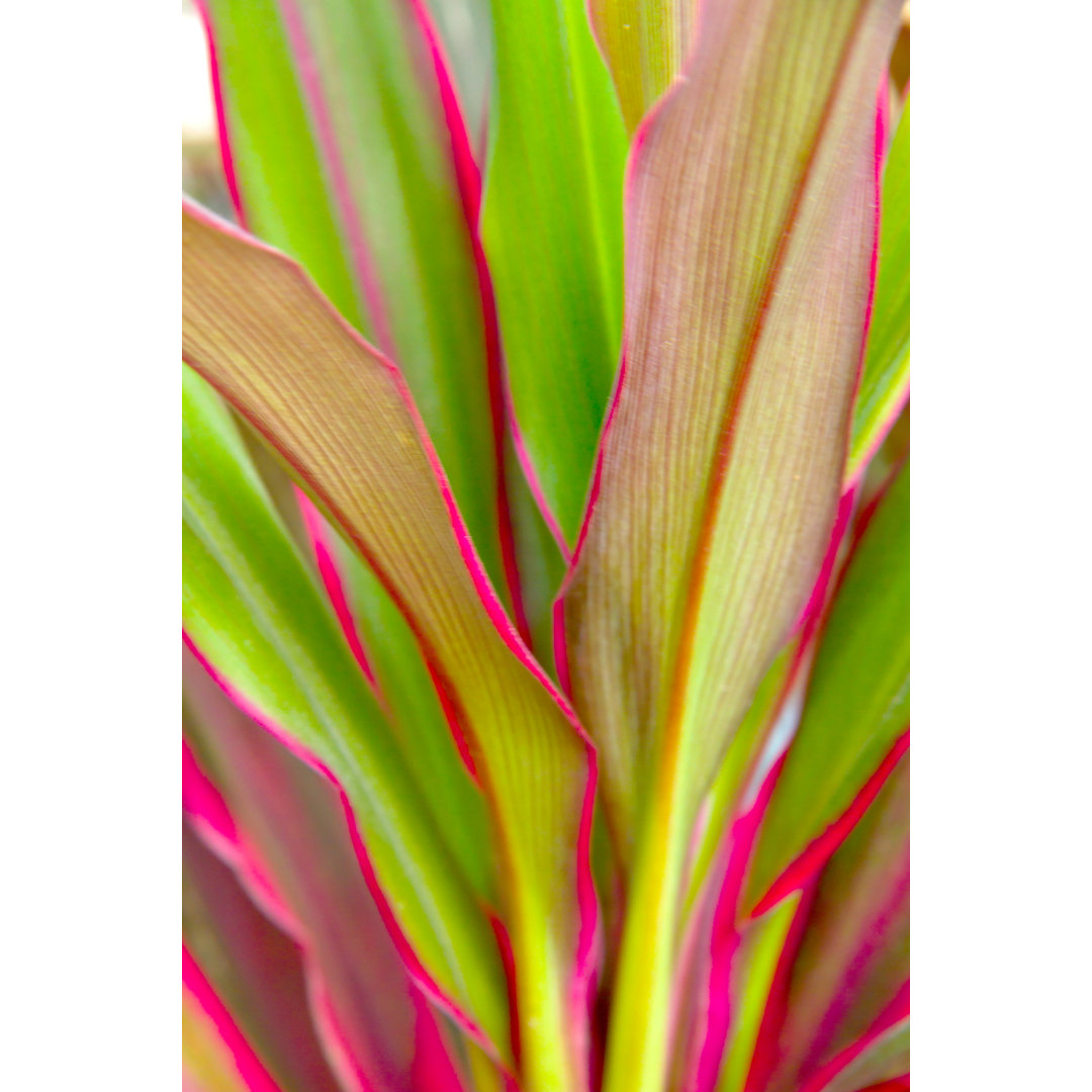 Cordyline Leaves Hintergrund - Drucken