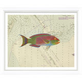 Vibrant Fish 5 Giclee Print by Soicher Marin Archives