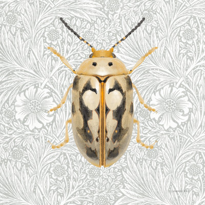 Beetles and Butterflies III par Danhui Nai
