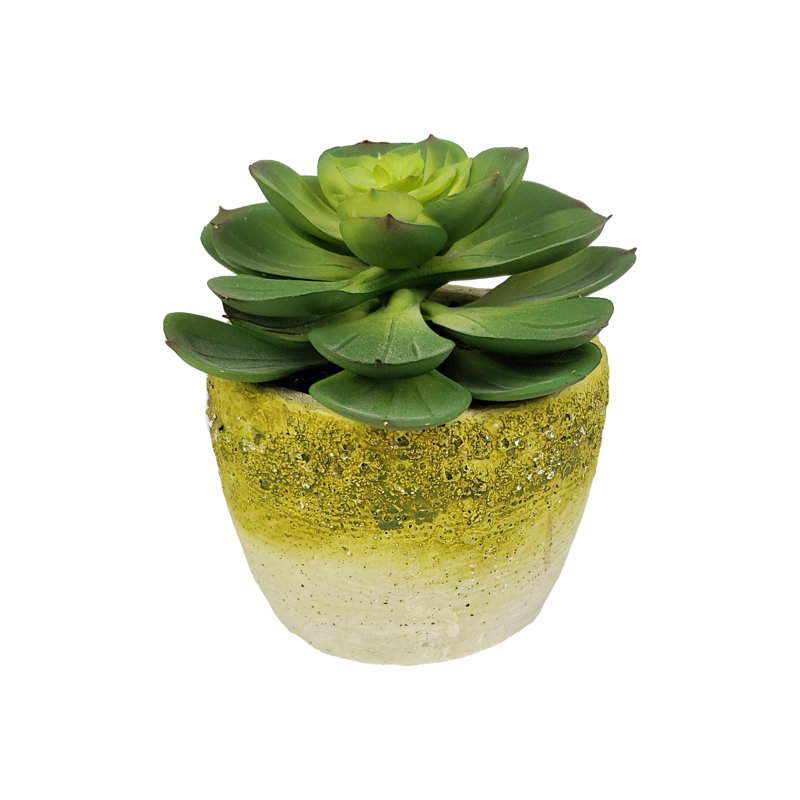 Plante succulent dans un pot de fleurs