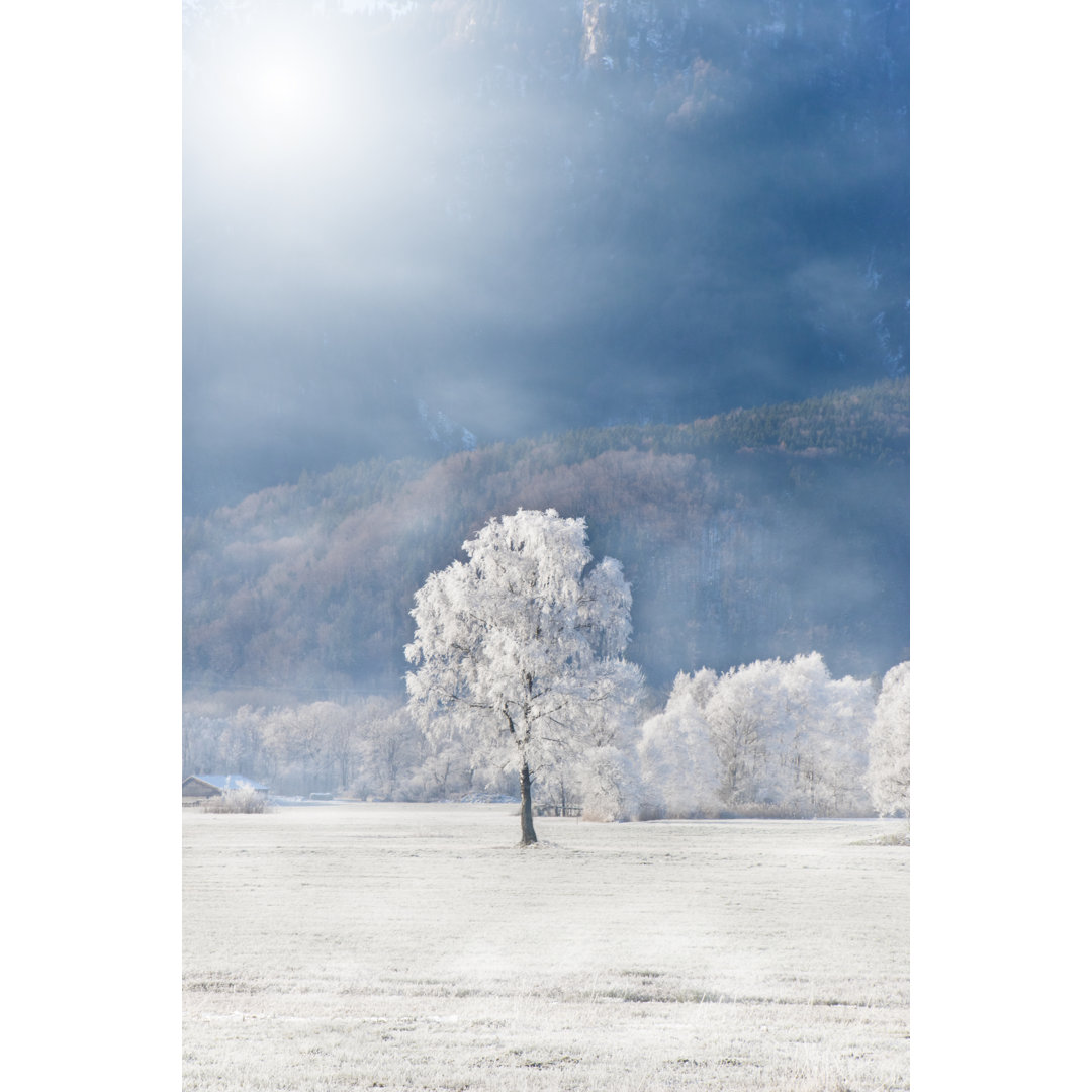 Raureifbedeckte Birke auf einer Bergwiese in den Alpen mit Nebel und heller Morgensonne by Wicki58 - No Frame Print on C...