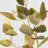 Audet Artificial Eucalyptus Branch(1 Stem)-1447833681