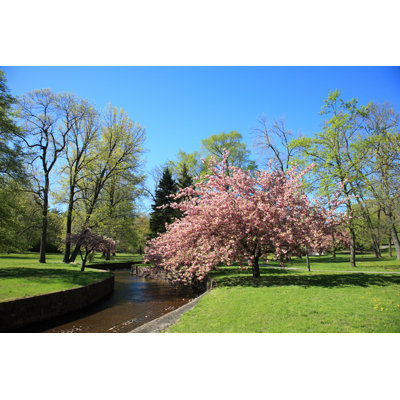 Park Scene with a Cherry Blossom Tree