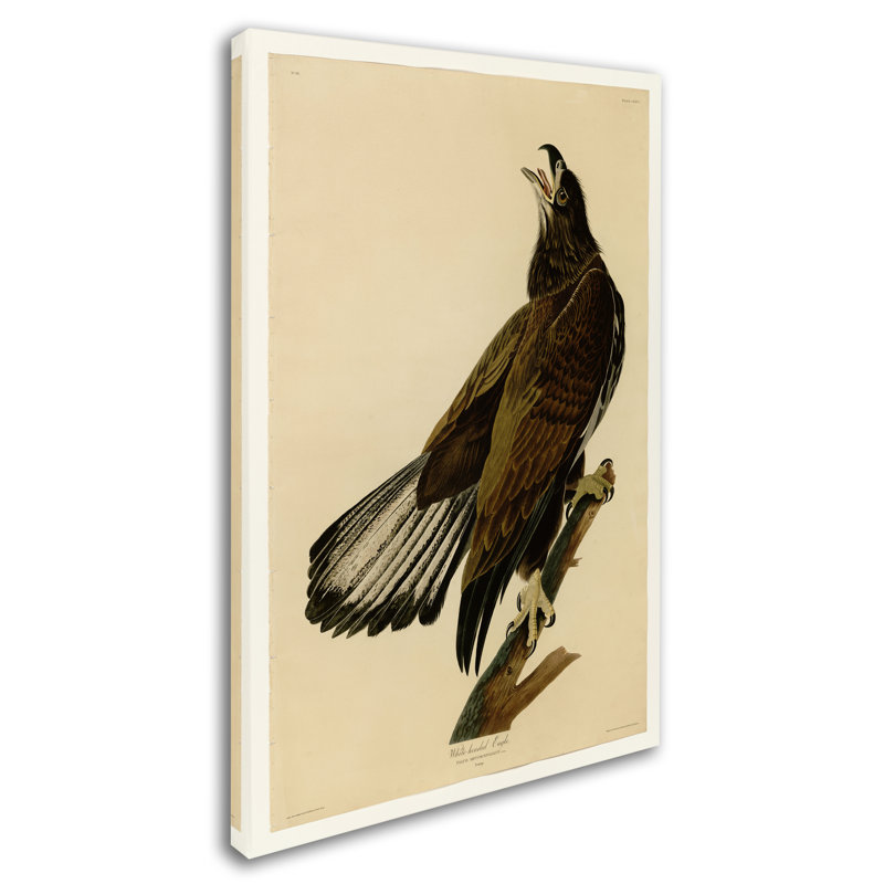 «Whiteheaded Eagleplate 126» par John Audubon - reproduction d'art sur toile tendue, H 32 po x l 22 po