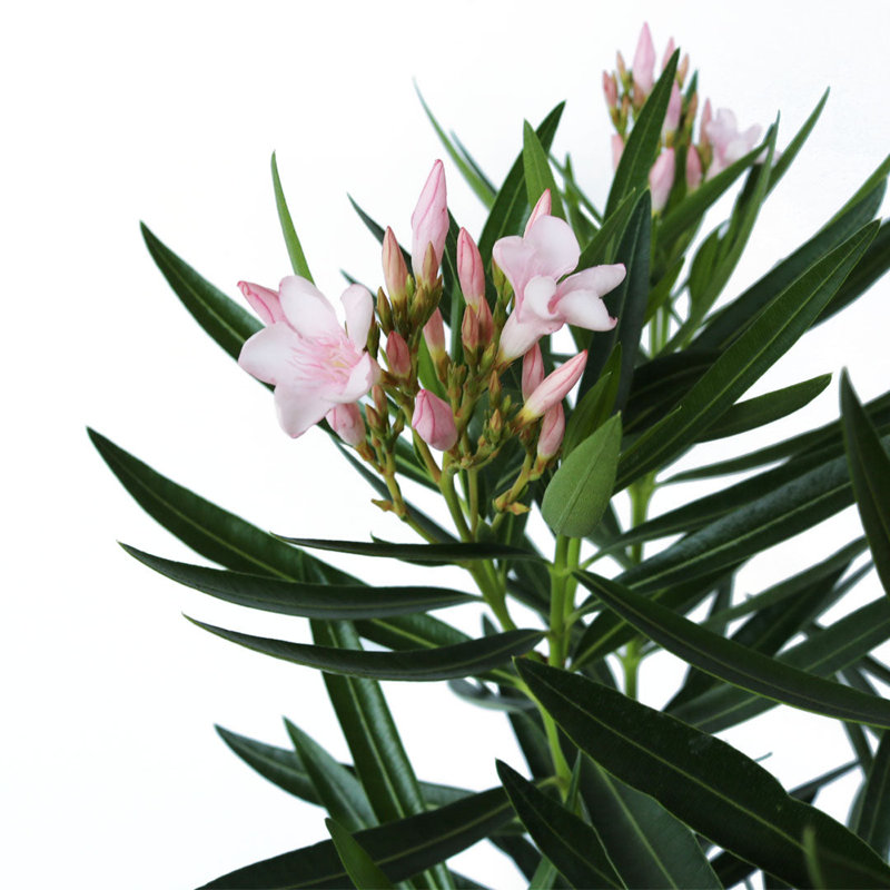 Petite Pink Dwarf Oleander Flowering Shrub in 10-Inch Pot