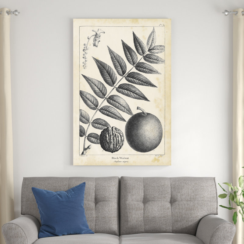 " Vintage Black Walnut Tree " by Thomas Nuttall Painting Print, 48" H x 32" W x 1.25" D