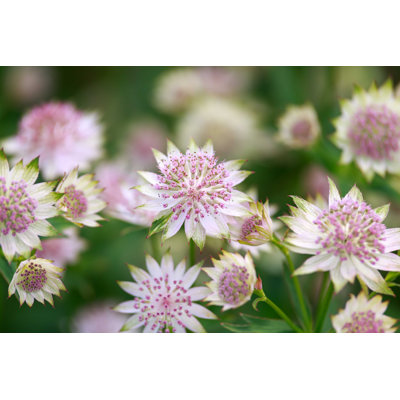 Blooming Astrantia - Photographie sur toile tendue
