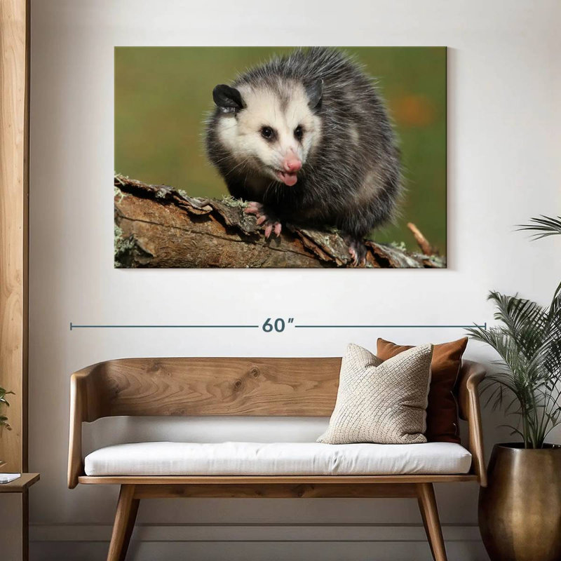 Brampt Angry Opossum, 32" H x 48" W