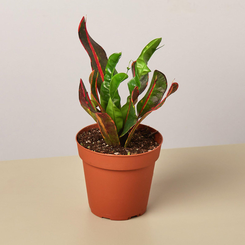 House Plant Shop Live Foliage Plant Low Maintenance Plant Rattan