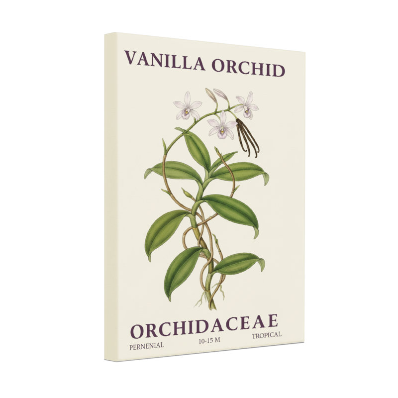 Plantes et fleurs, orchidée vanille, impression botanique
