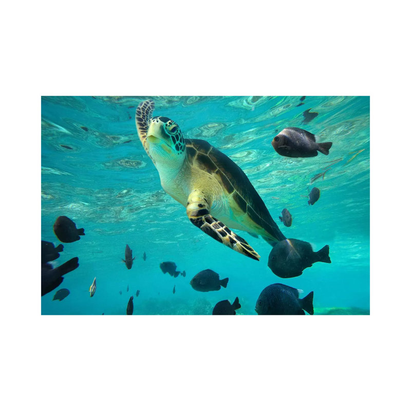 Green Sea Turtle, Balicasag Island, Philippines III by Tim Fitzharris - Wrapped Canvas Print