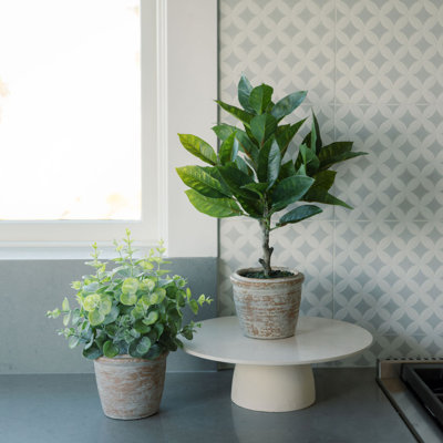 PLANT 2PK POT EUCALYPTUS 10IN CITRUS 16IN