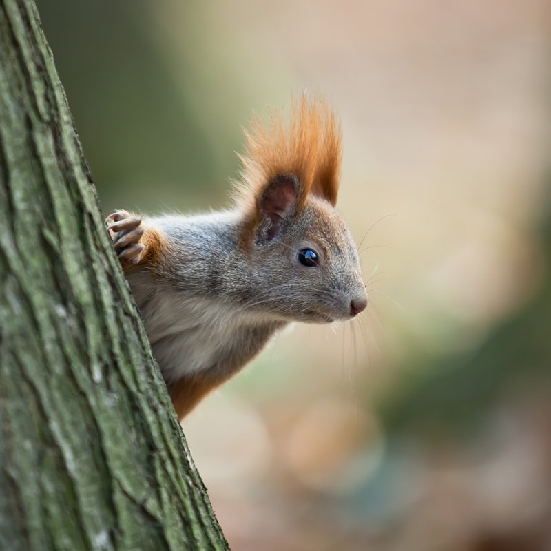 Squirrel In Autumn Park by Rafal Olkis - Wrapped Canvas Print, 30cm H x 30cm W