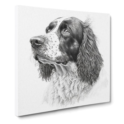 English Springer Spaniel Drawing - Wrapped Canvas