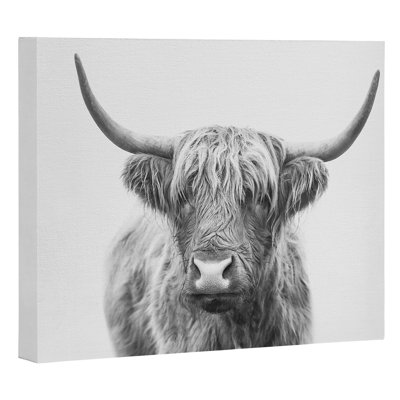 « Highland Bull », reproduction photographique imprimée