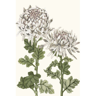 Early Spring Chrysanthemums II