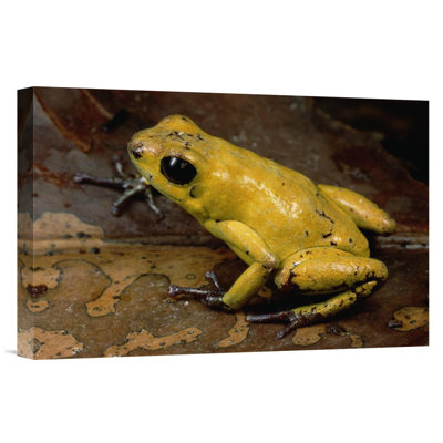 " Black-Legged Poison Dart Frog, Colombia "