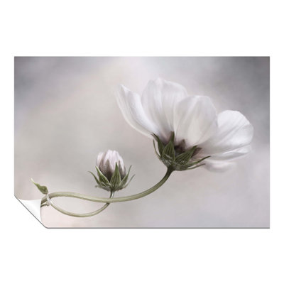 Cosmos Flower Garden - No Frame Print