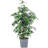 Weeping fig - Ficus benjamini