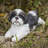 Shih Tzu Lying Down Statue-1058368216