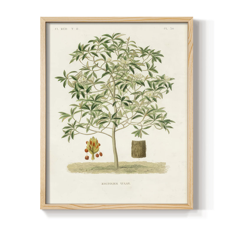 Arbre antique avec fruit VI, reproduction encadrée - bois massif, Naturel, H 11 po x l 9 po