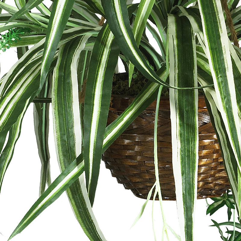 Plante en soie Spider
